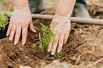 Request a tree planting