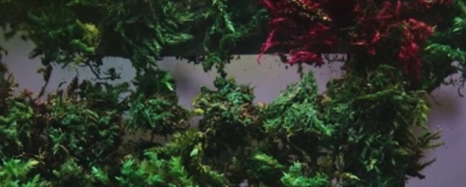 green plants and purple flowers