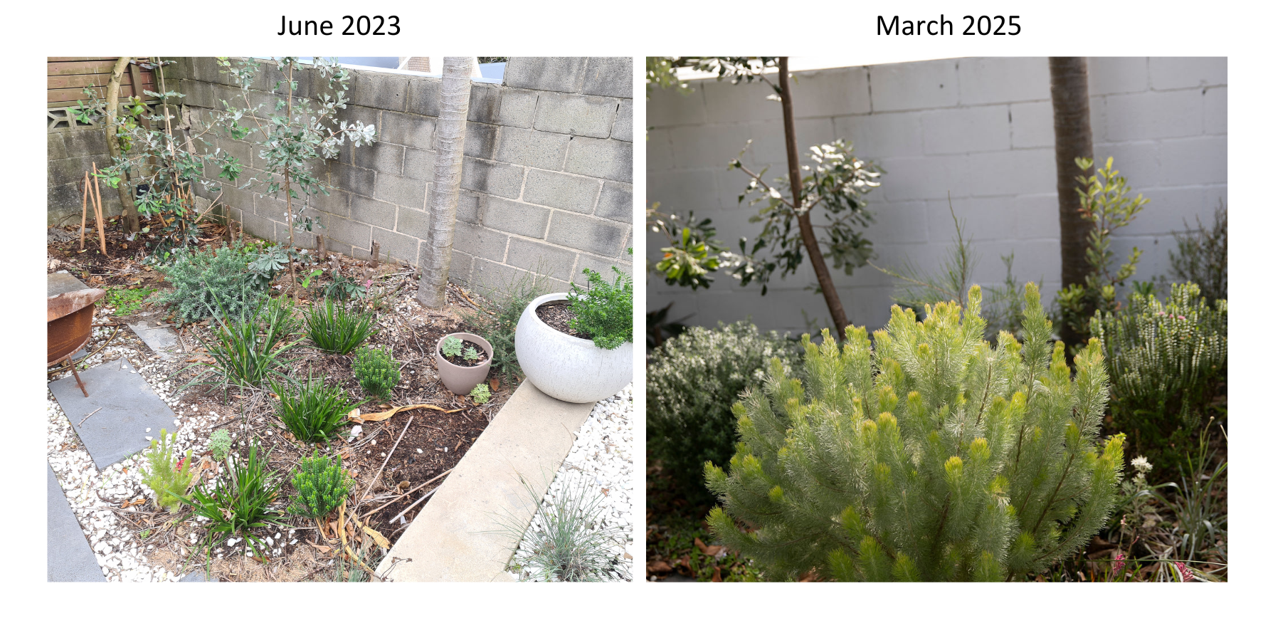 Two photos side by side. The first one shows very small plants and lots of bare earth. The second photo shows the same spot in the gardn but now the plants have grown and its looking lush.