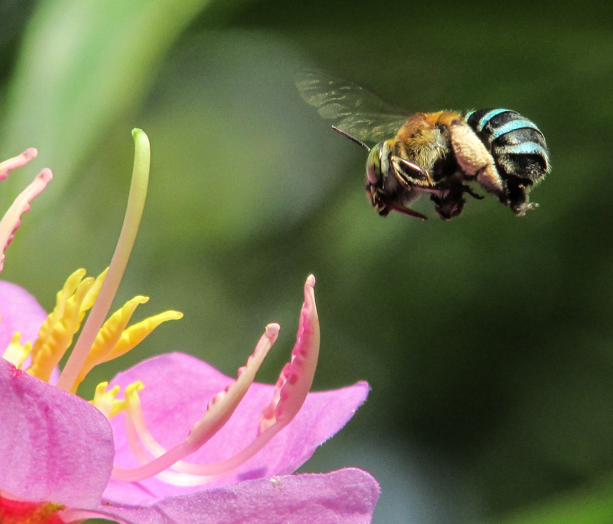 Blue banded bee