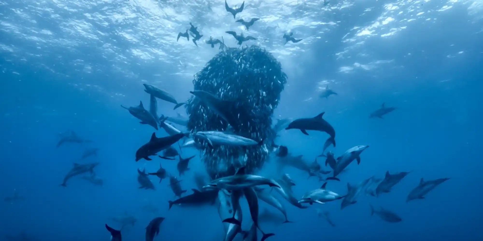 image of bait ball underwater