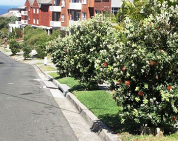 New Zealand Christmas Trees in Isabel Avenue Valcluse