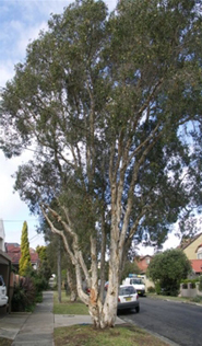 Paperbark Street Tree