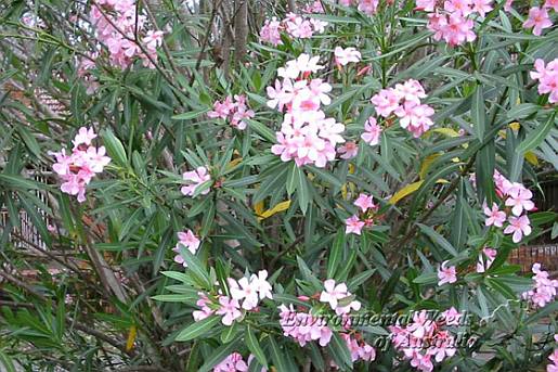 Nerium oleander - leaves and flowers