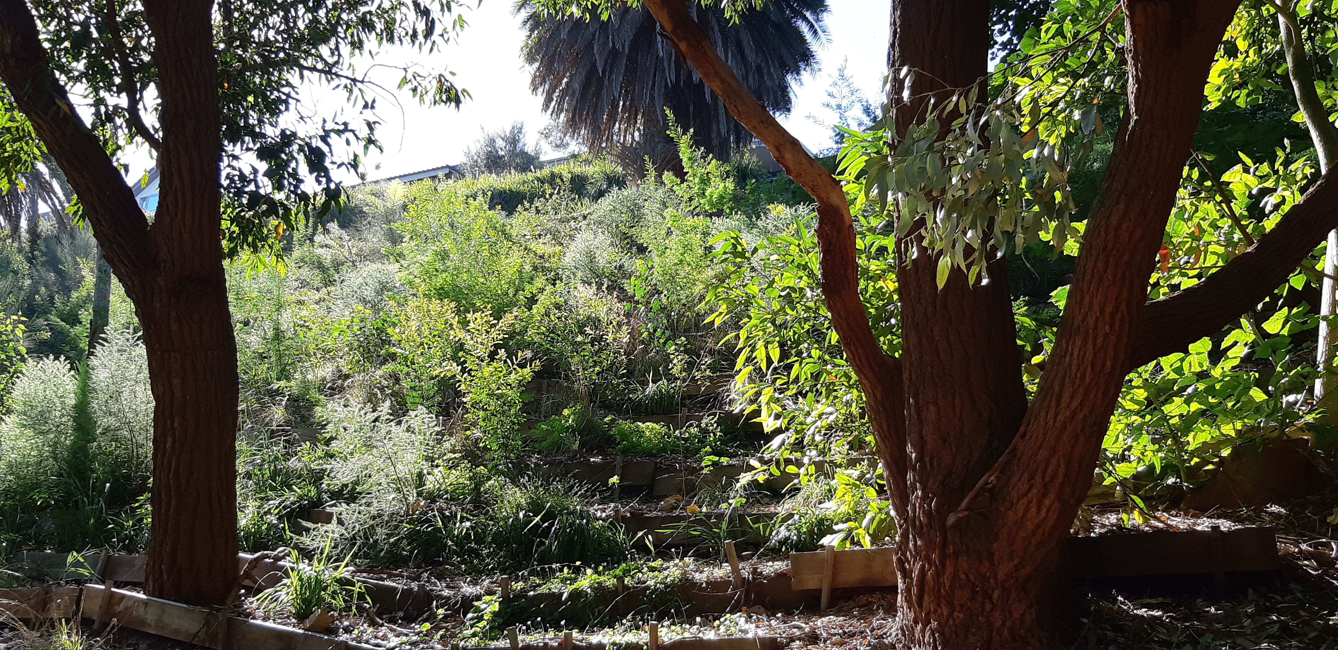 Trees and bushland restored in Bronte Gully