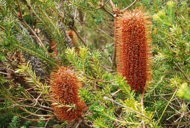 Heath Banksia Inflorescence