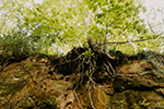 damage tree roots