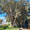 Large tree providing shade