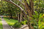 Street tree pruning