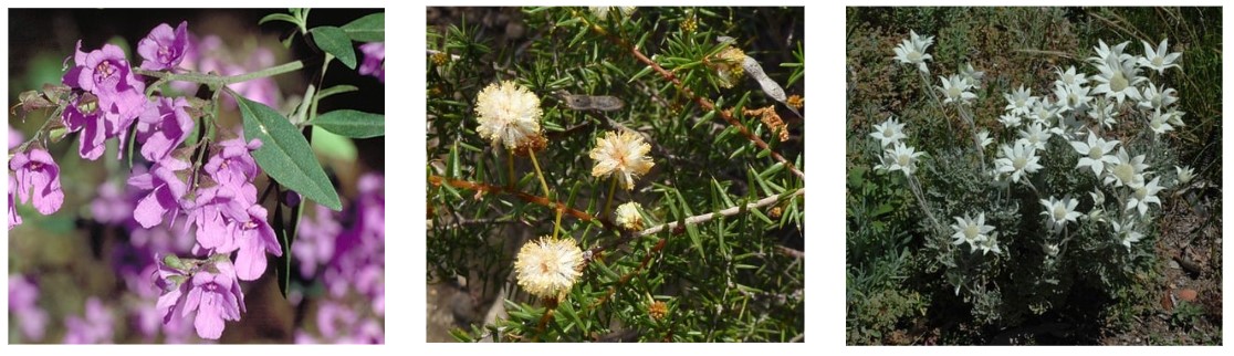 Flower species in guidelines