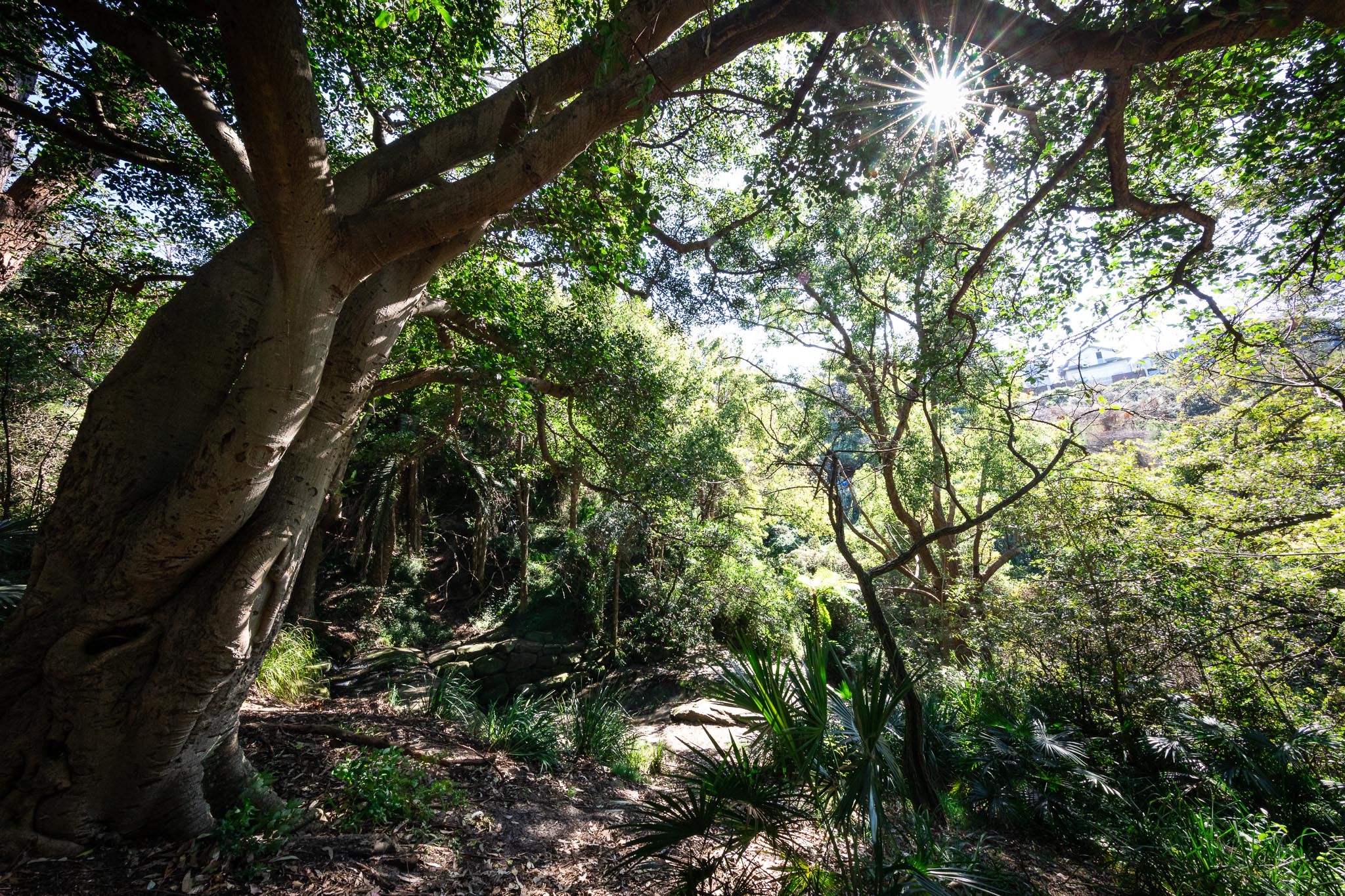 Bronte Park and Gully
