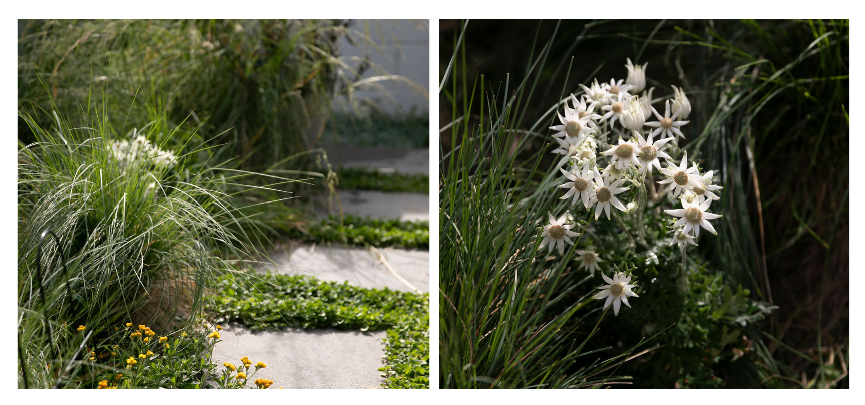 Two photos side by side. The first is of native grasses and a ground cover . The second is a close up of white flannel flowers.growing between paving stones