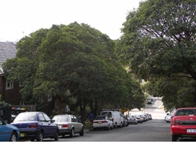 Mature Brushbox trees forming a shady canopy