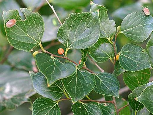 Celtis sinensis - leaves and fruit