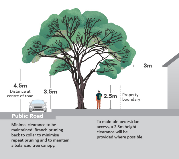 public tree diagram