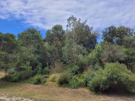 photo of native bushland in Waverley
