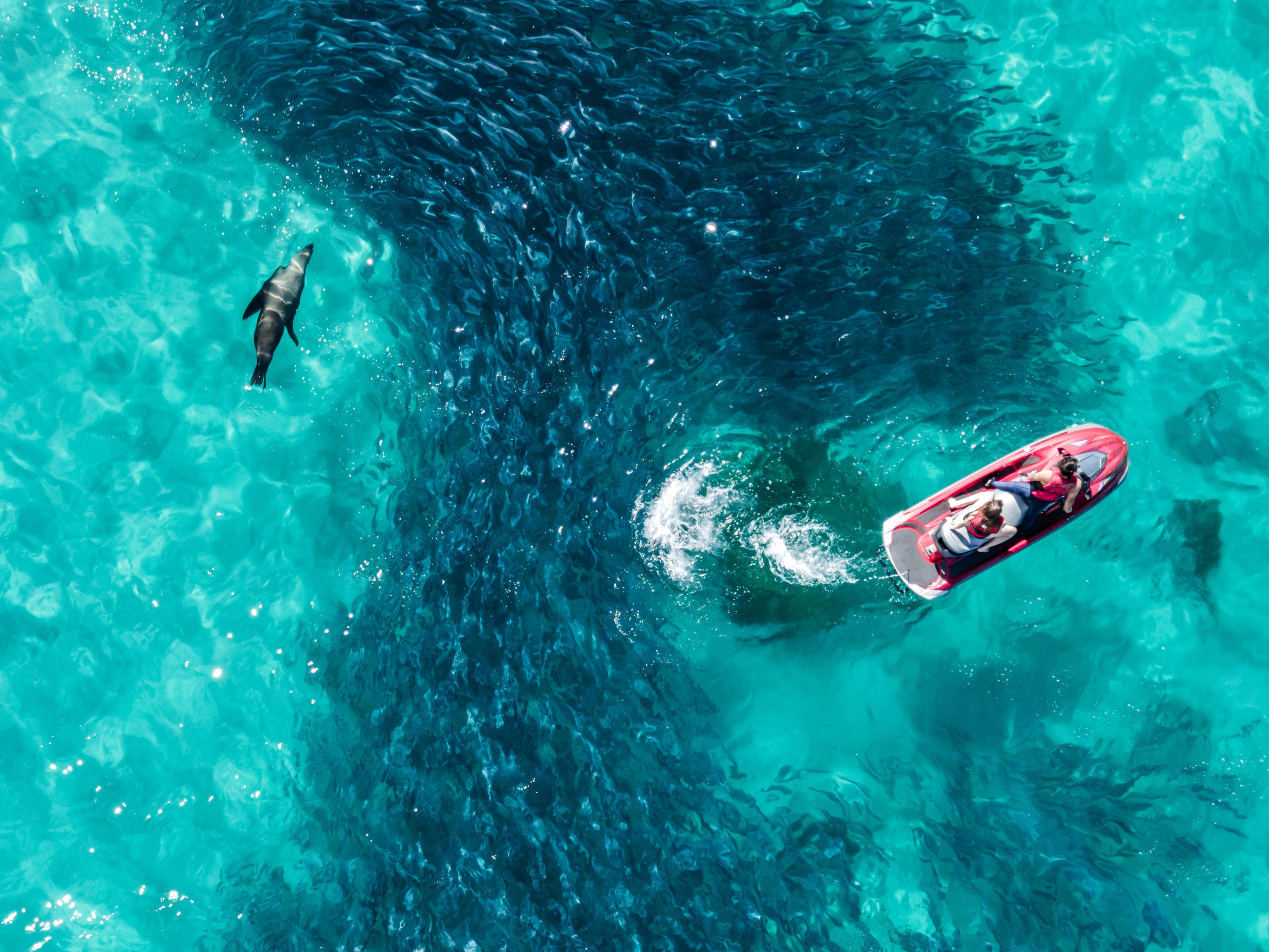 person on jetski and seal around a school of fish