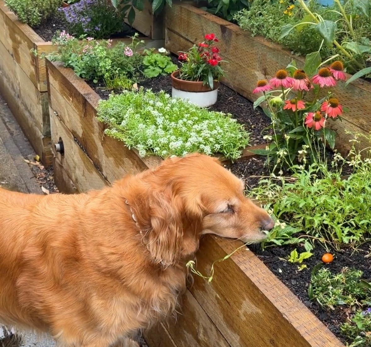 Garden and dog