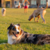 Dog Days Out thumbnail