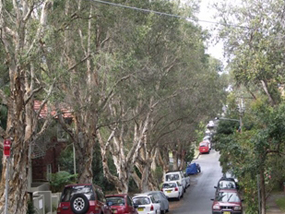 Large Paperbark trees in Sheltered Gully near Bronte