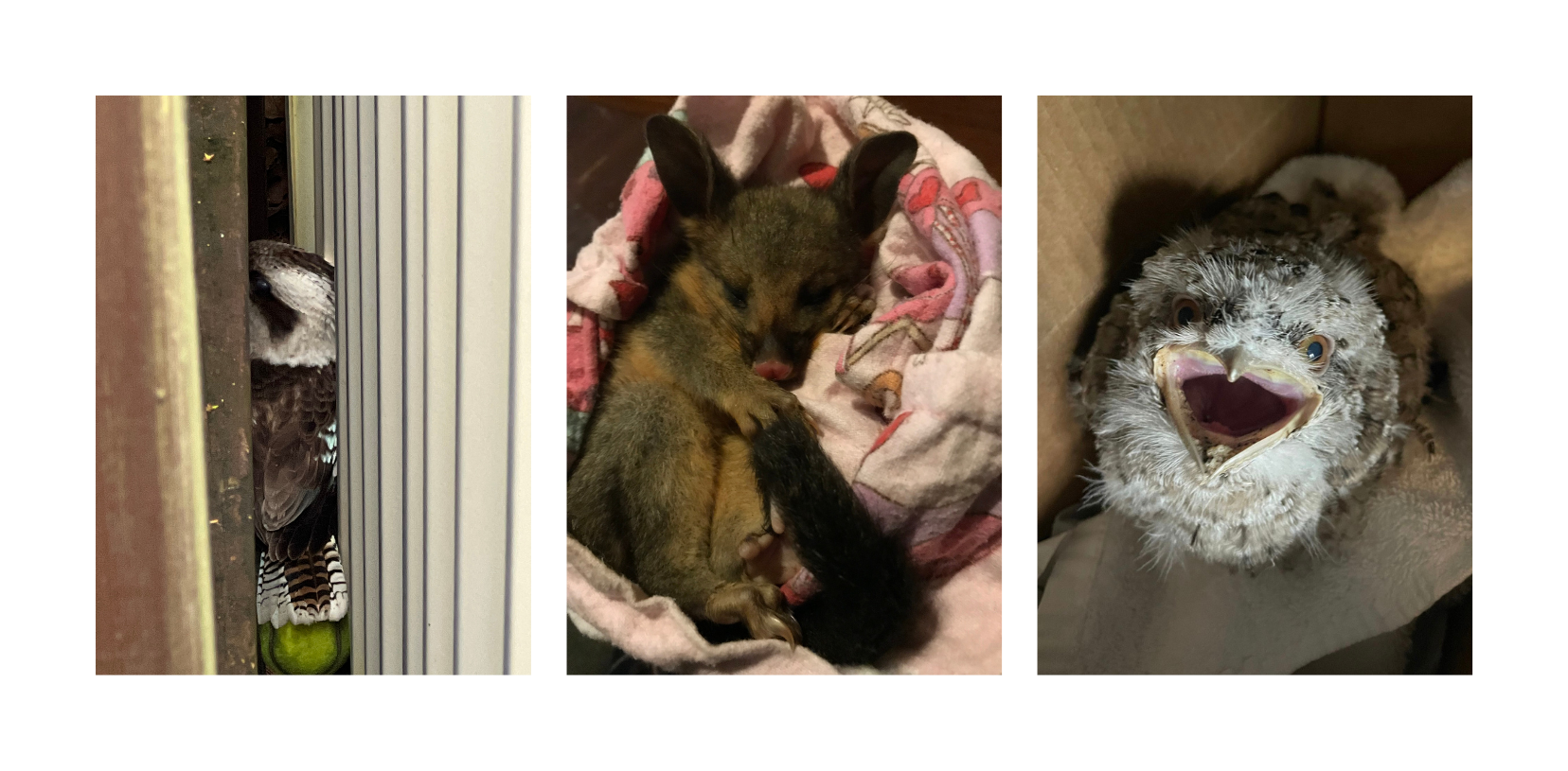 Trapped Kookaburra, baby brushtail possum and baby tawny frogmouth