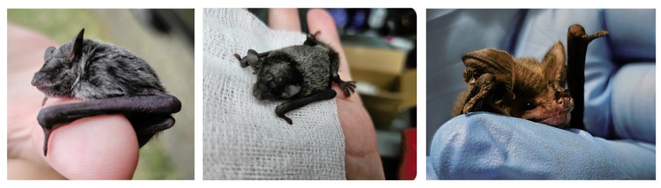 Rescued Microbats