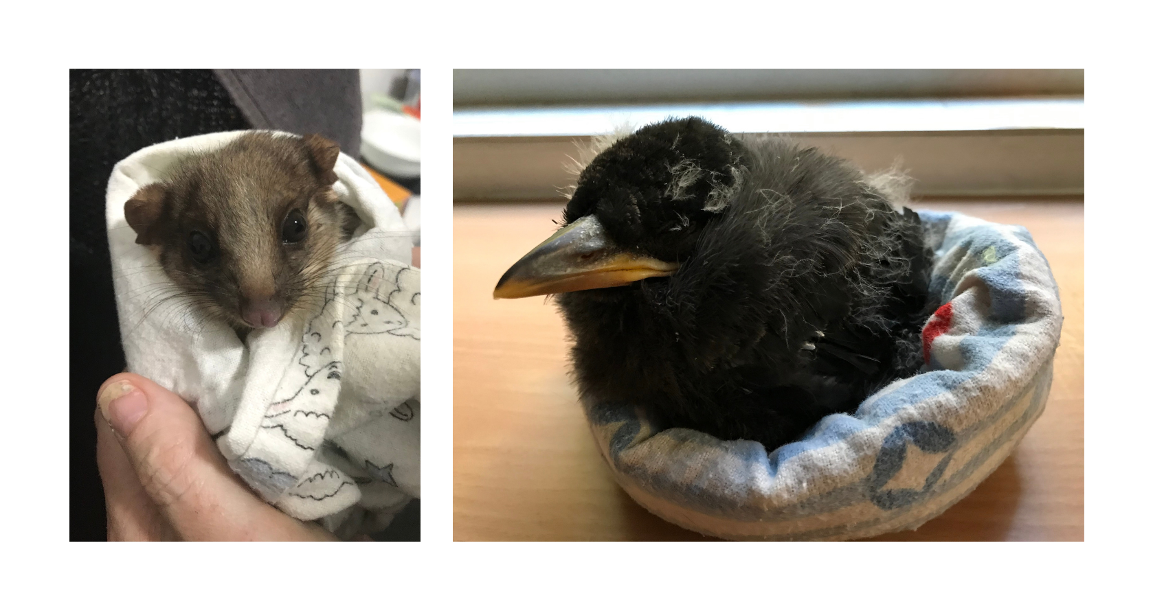 Juvenile ringtail possum and currawong fledgling