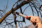 Tree pruning & removal