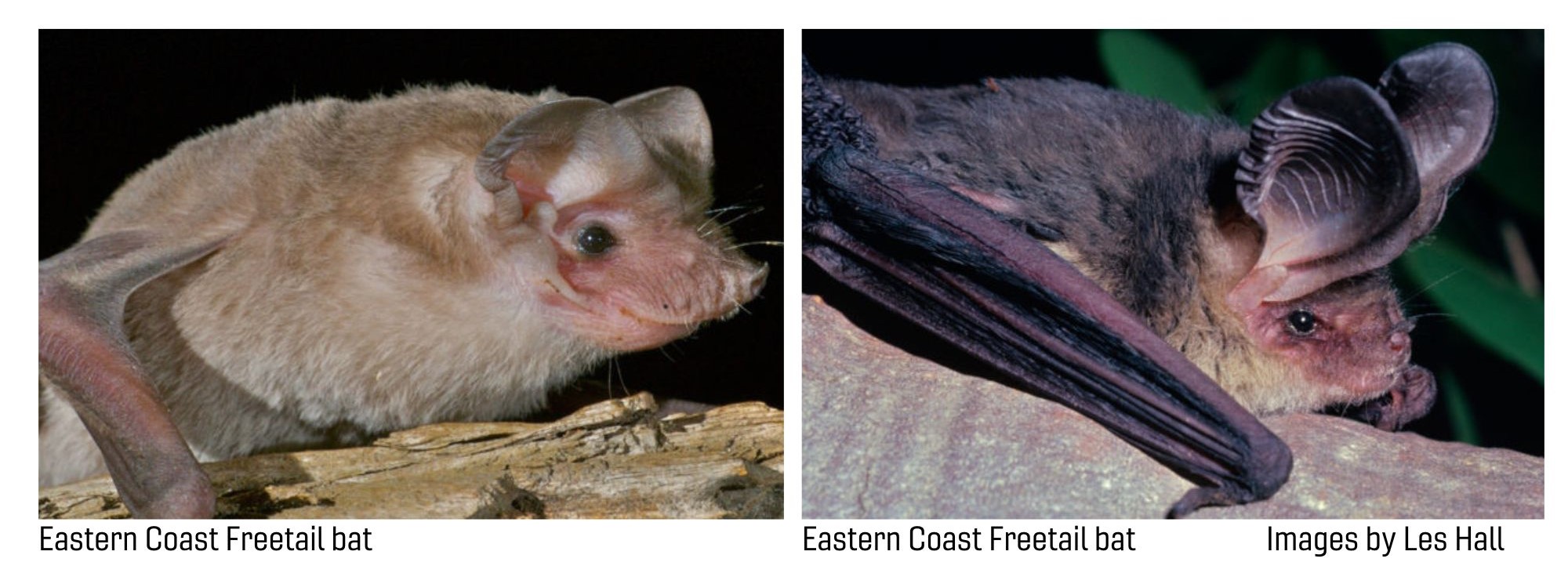 Images of two microbats