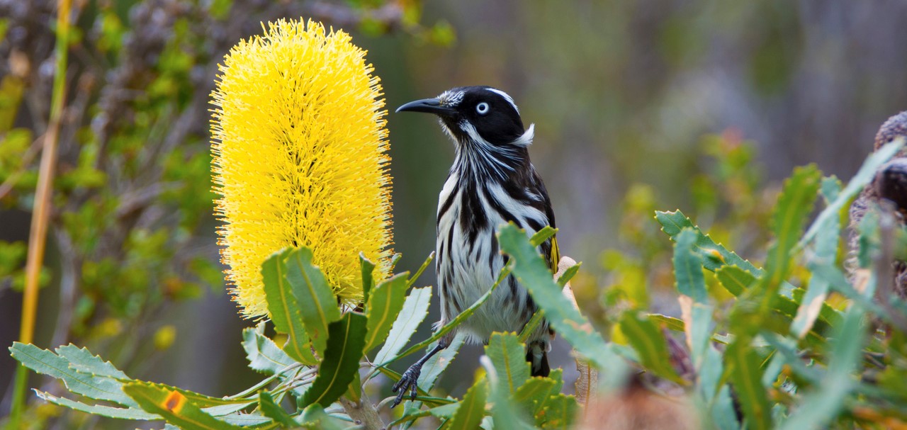 Banksia and New Holland honeyeater procured