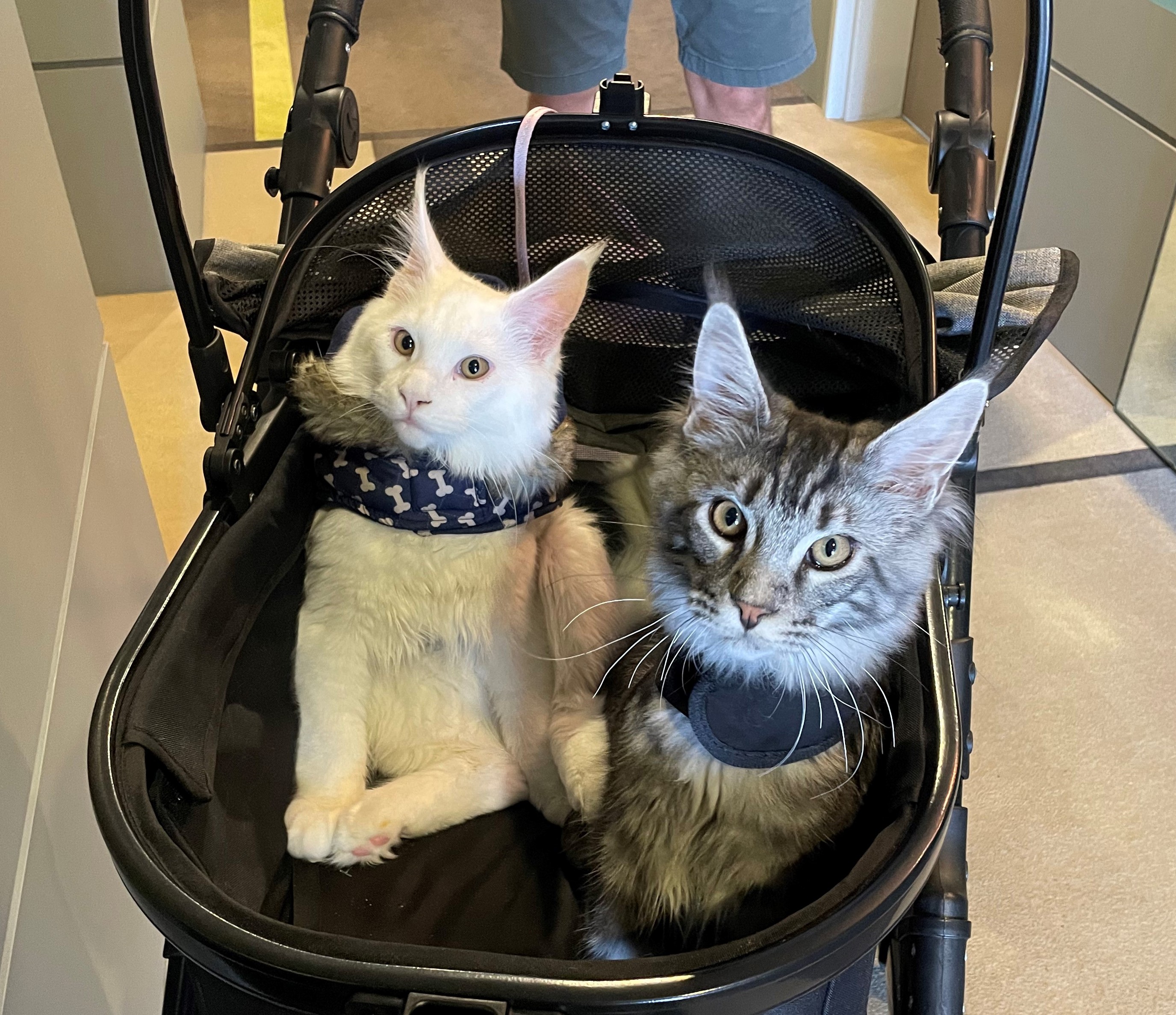Two cats harnessed into a pet pram