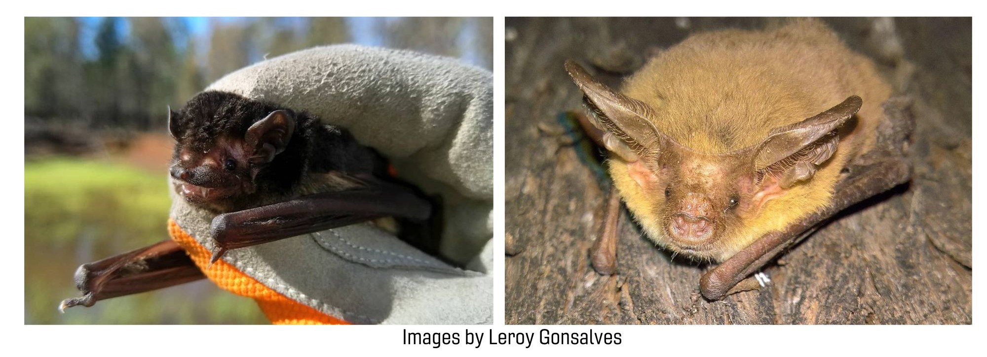 one image of a gloved hand holding a small bat for scientific surveying. One image of another microbat.