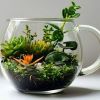 Green Thumbs: Mini Succulent Terrarium in a Mug thumbnail