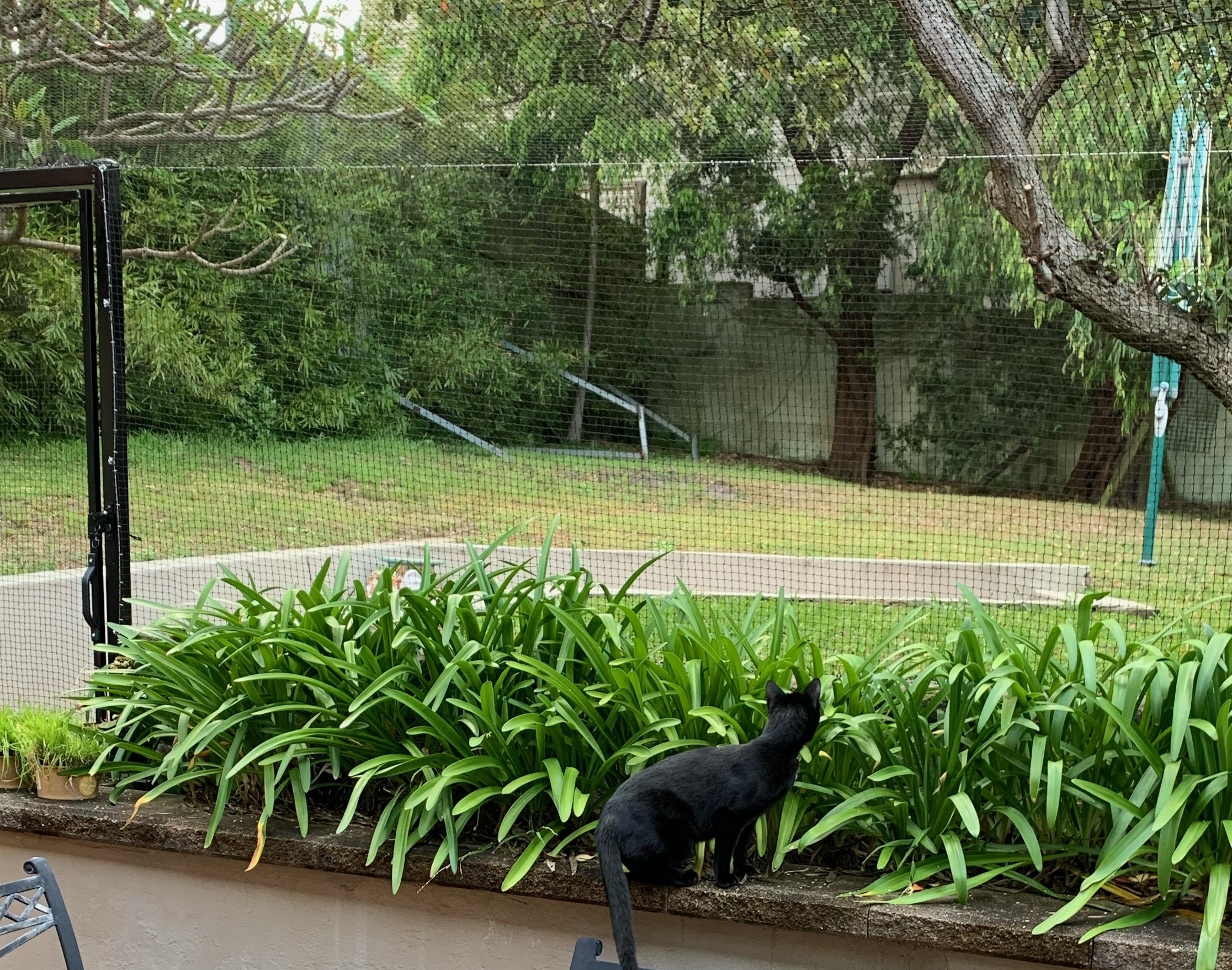 Black cat in out door netted enclosure