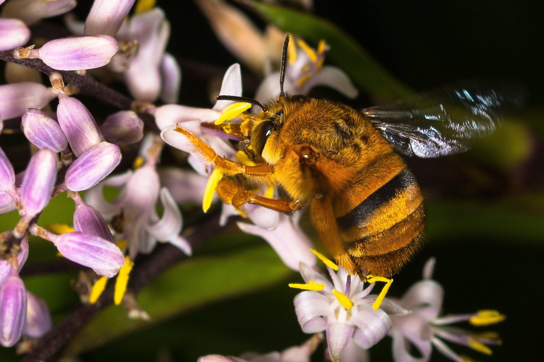 Teddy bear bee