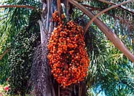 Syagrus romanzoffianum - fruit