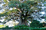 Image of large Norton Bay fig in Centennial Park