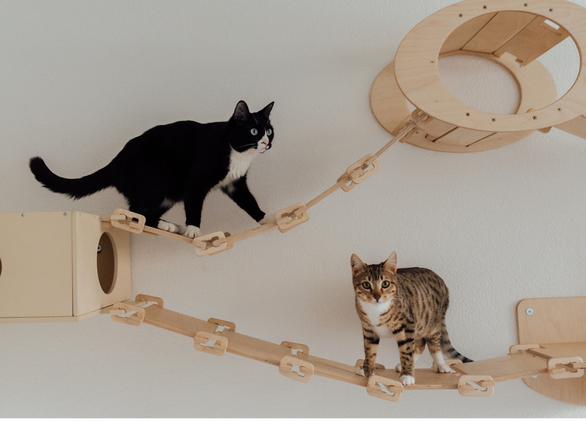 One black and white cat and one tabby cat on an indoor climbing frame attached to a wall