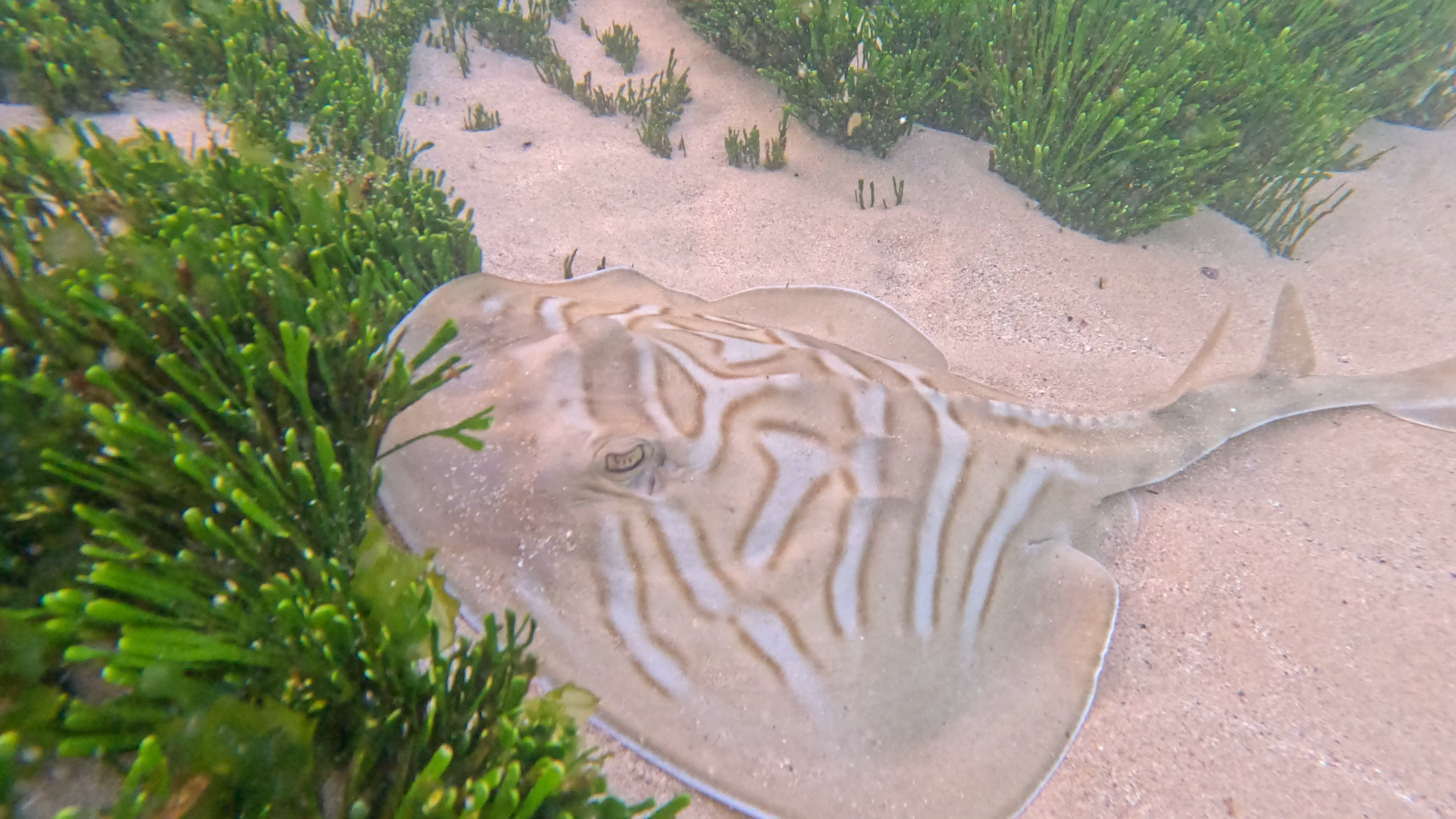 A Fiddler Ray laying on a sandy sea bed surrounded by green kelp
