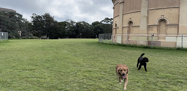 dogs off-leash