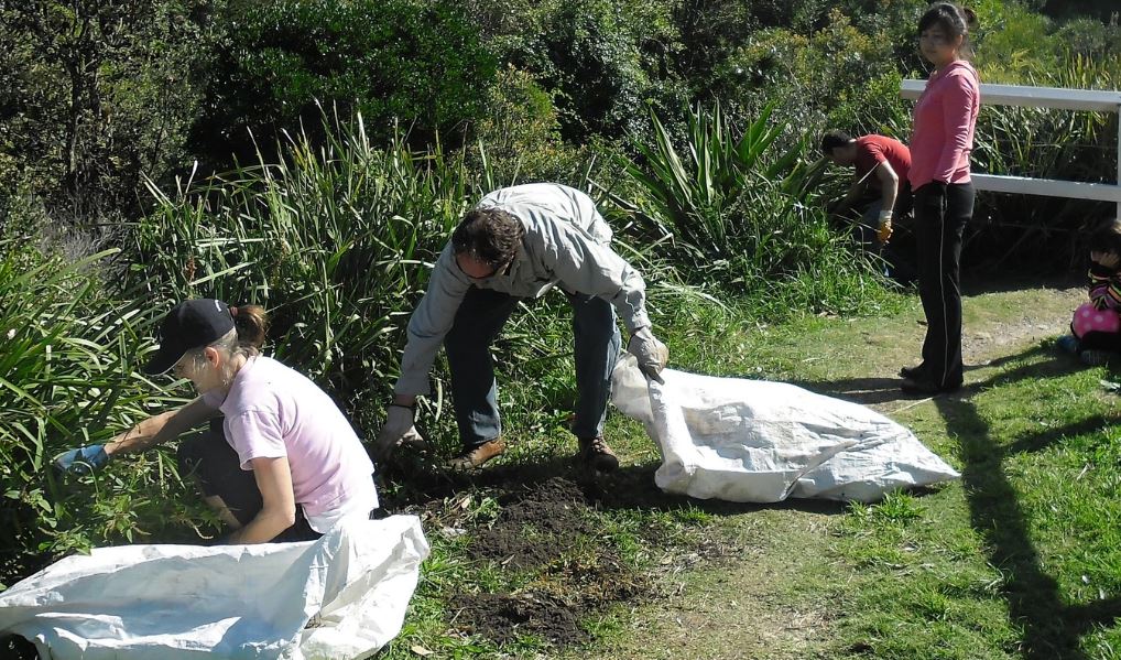 Bushcare volunteers
