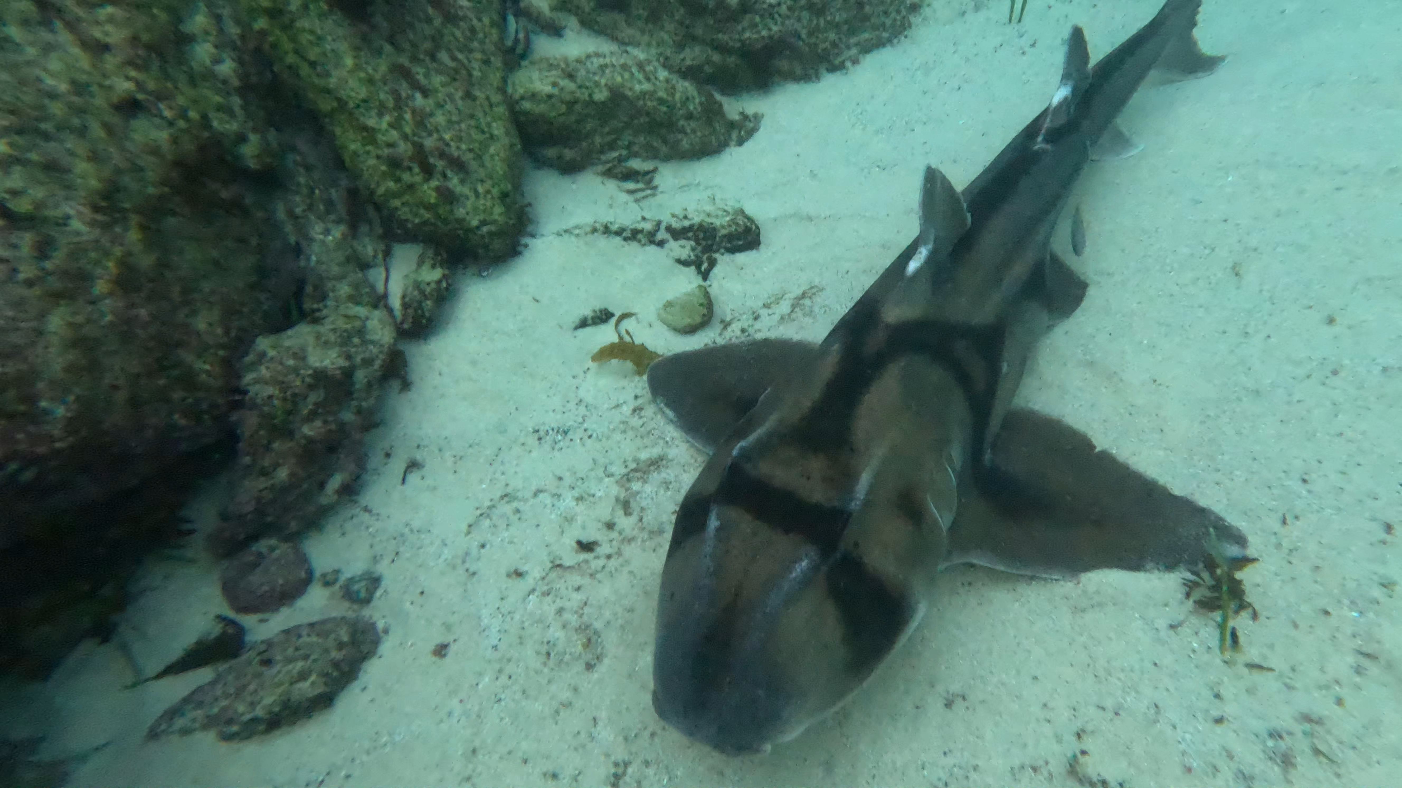 A Port Jackson shark laying on a the sandy sea bed near a rock outcrop
