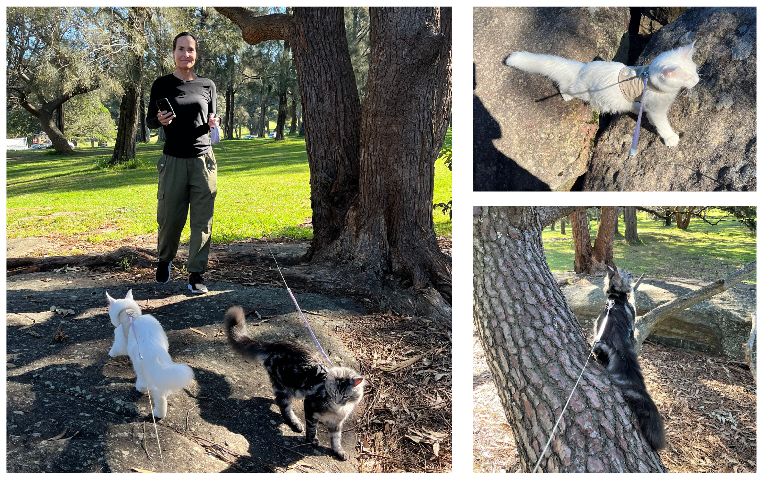 Thee images grouped of Women walking white fluffy cat and tabby cat