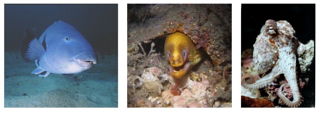 Blue groper and eel
