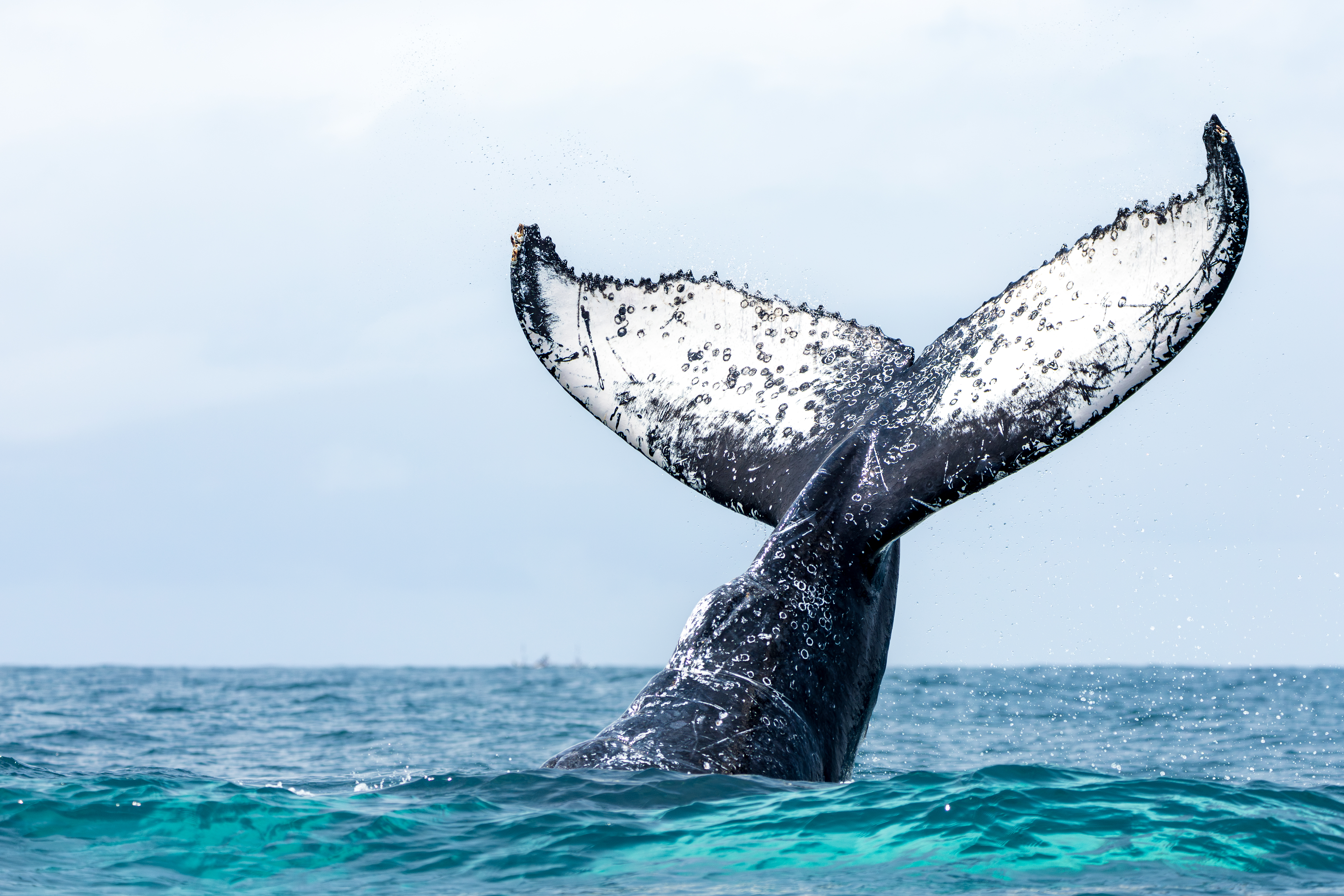 Whale tail breaching the water