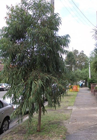 Recently Planted Sydney Redgum