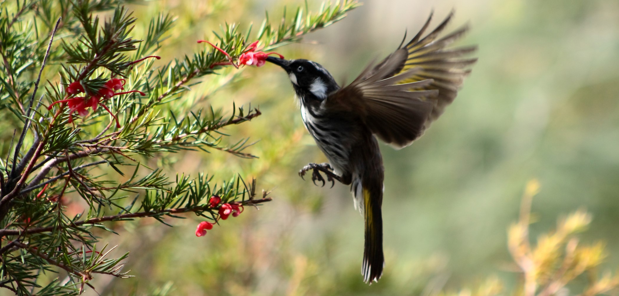 New Holland Honeyeater in flight feeding on small grevillea flower