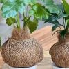 Green Thumbs: The Art of Kokedama thumbnail
