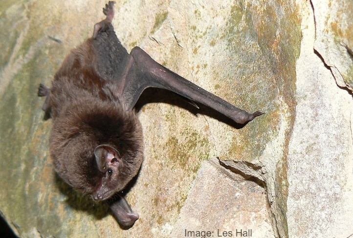 Large Bentwing Bat 