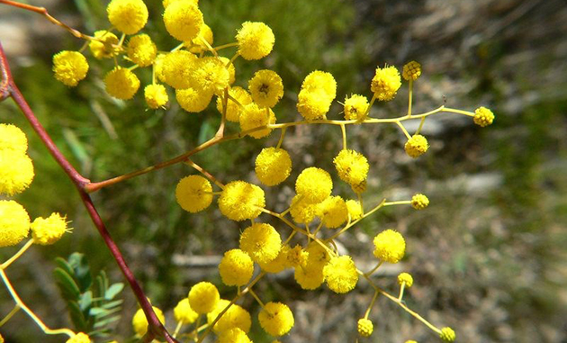 Wattle flower Image credit ExploreOz